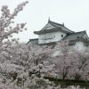 【津山お花見】鶴山公園 ☆津山城と桜のコントラストが絶景の名所スポット